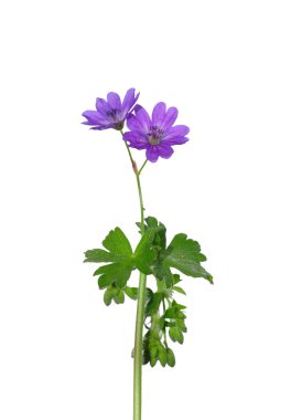 Mahkûm cranesbill (Sardunya pyrenaicum)