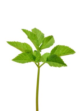 Ground elder (Aegopodium podagraria) clipart