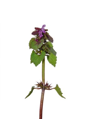 Kırmızı ballıbaba (Lamium purpureum)