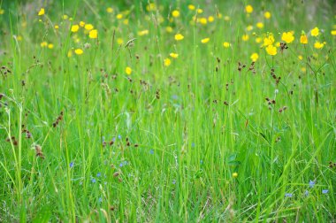 Meadow with flowers clipart