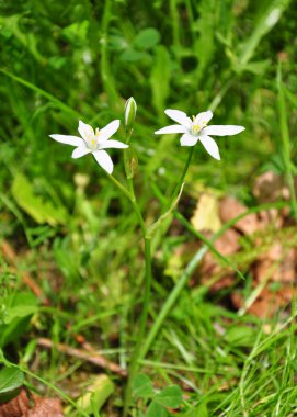 Star-of-Bethlehem (tükürük otu umbellatum)