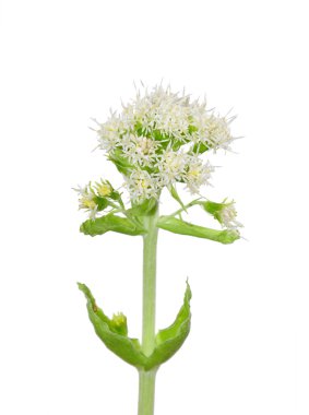 Beyaz palamut (Petasites albus)