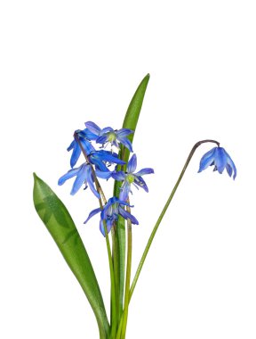 Sibirya squill (Scilla sibirica)