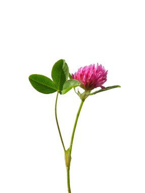 Red clover (Trifolium pratense) clipart