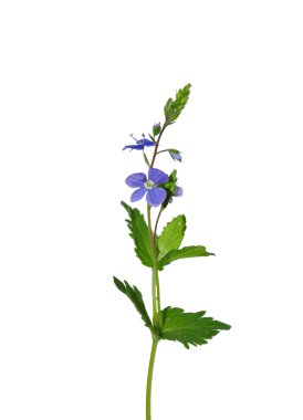 Germander Speedwell (Veronica otu)