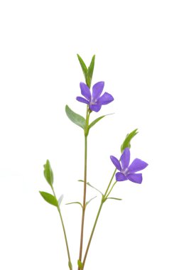 Daha az salyangozu (Vinca küçük)