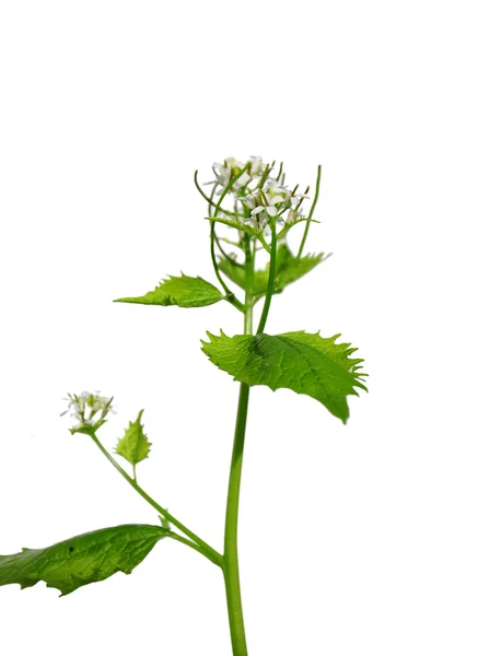 Knoblauchsenf (Alliaria petiolata)) — Stockfoto