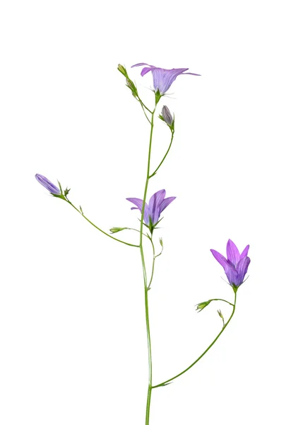 การแพร่กระจายของดอกไม้ระฆัง (ดอกคาทูลาพาทูลา ) — ภาพถ่ายสต็อก
