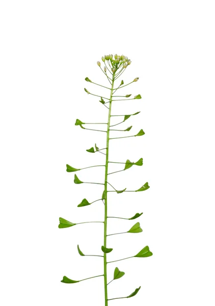 (Capsella Προύσα-pastoris Shepherd's-γρι) — Φωτογραφία Αρχείου