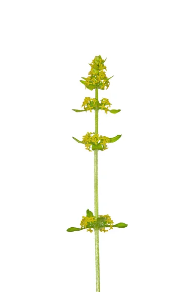 Crosswort (Cruciata laevipes) — Fotografia de Stock
