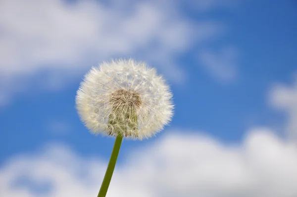 Dandelion and blue sky — Stock Photo, Image