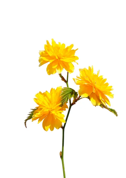 Kerria (Kerria japonica) — Stock Photo, Image