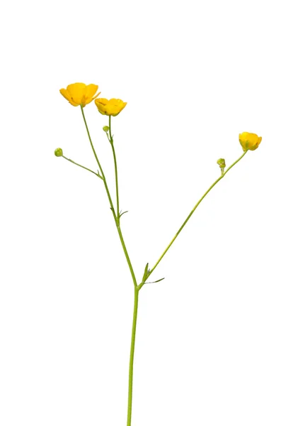 Smörblomma (Ranunculus) — Stockfoto