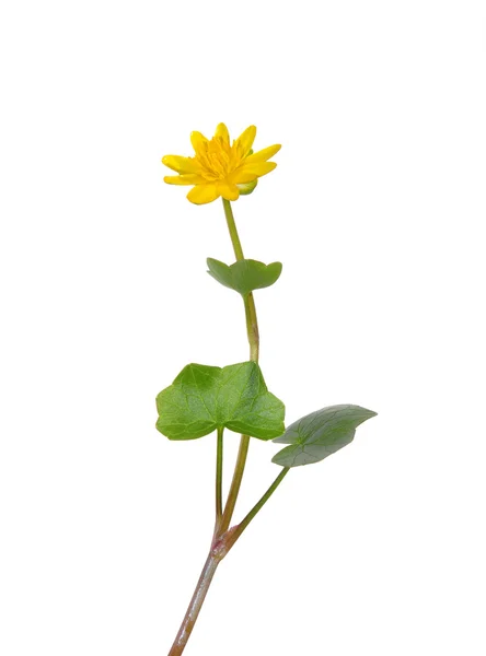 Celandine minore (Ranunculus ficaria) — Foto Stock