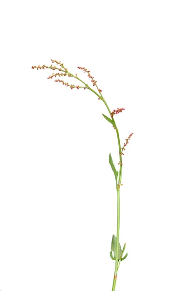 밤색 (Rumex acetosella) — 스톡 사진