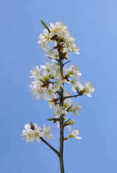 Slån (Prunus spinosa) — Stockfoto