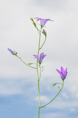 Spreading Bellflower (Campanula patula) clipart