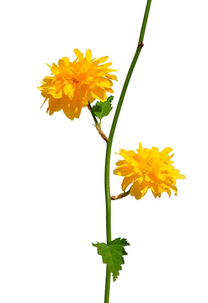 Kerria (Kerria japonica) — Foto Stock