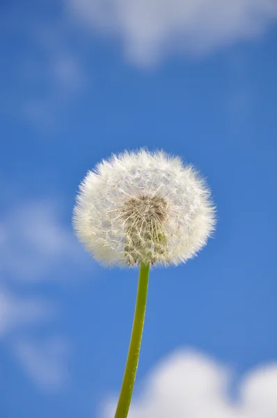 Dandelion and blue sky — Stock Photo, Image