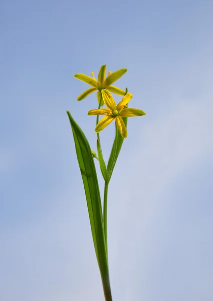 Sarı Star-of-Bethlehem (Gagea lutea) — Stok fotoğraf