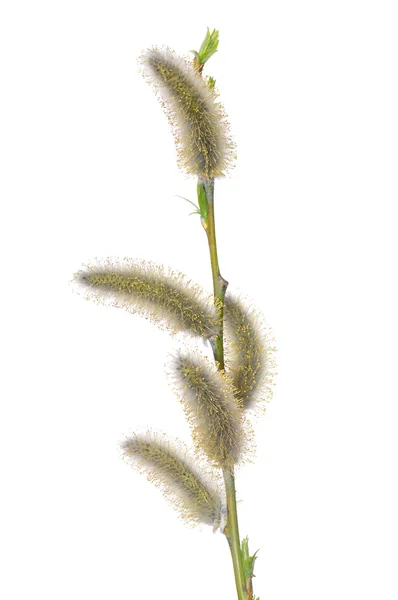 Vrbový květ — Stock fotografie