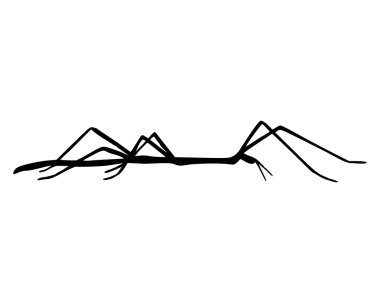 Stick insect clipart