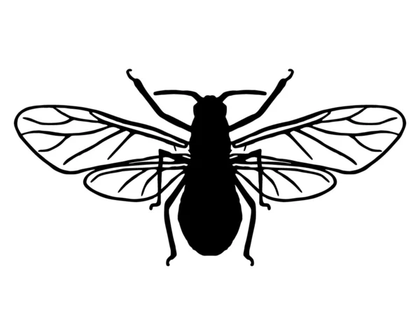 stock vector Aphid silhouette