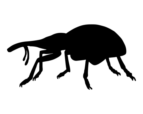 Malvagio (Curculionidae ) — Vettoriale Stock