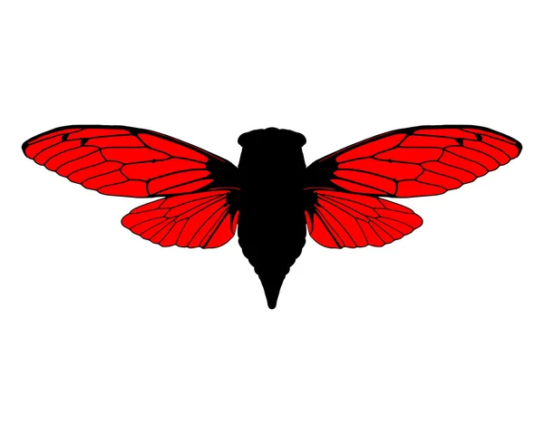 Güzel ağustosböceği — Stok Vektör