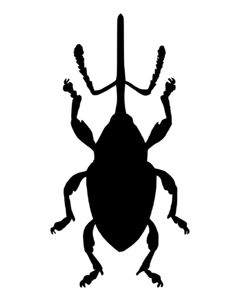 Weevil (Curculio nucum) — Stock Vector