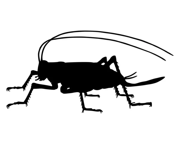 Silhouette de cricket — Image vectorielle