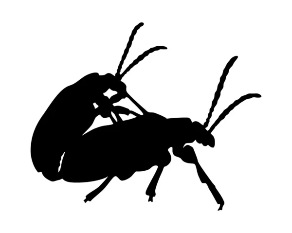 Coléoptères dans la copulation — Image vectorielle