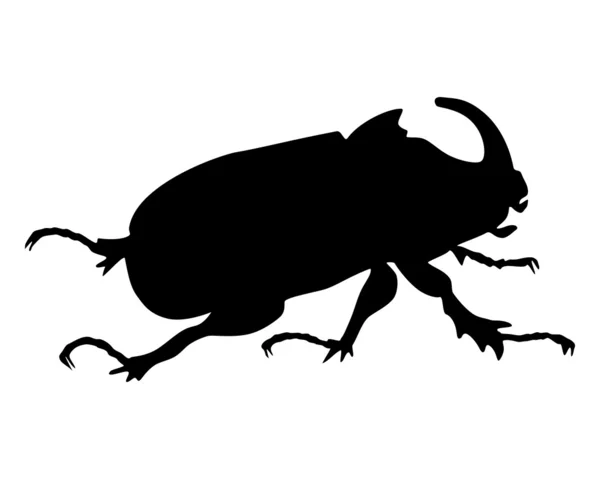 Rhinoceros beetle — Stock Vector