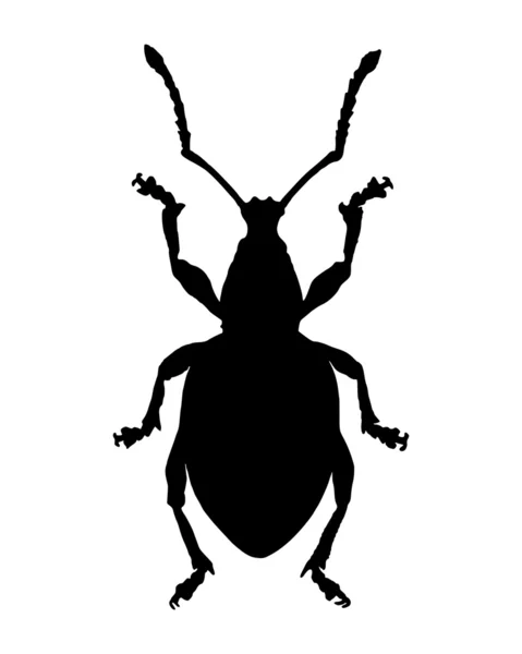 Weevil (Curculionidae) ) — Image vectorielle