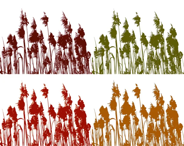 Roseau en quatre couleurs — Image vectorielle
