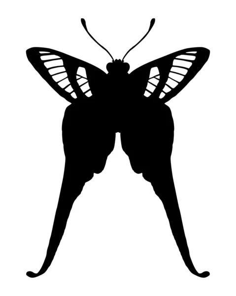 Papillon tropical — Image vectorielle