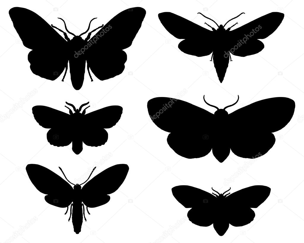 Moths silhouettes