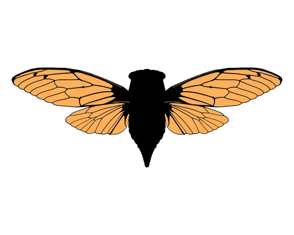 Красиві cicada — стоковий вектор