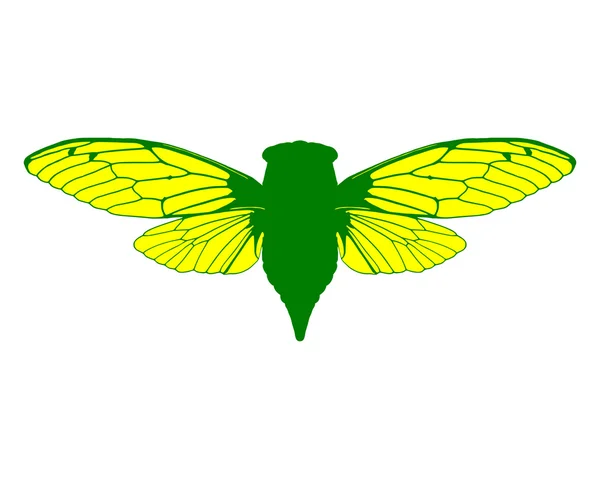 Beautiful cicada — Stock Vector