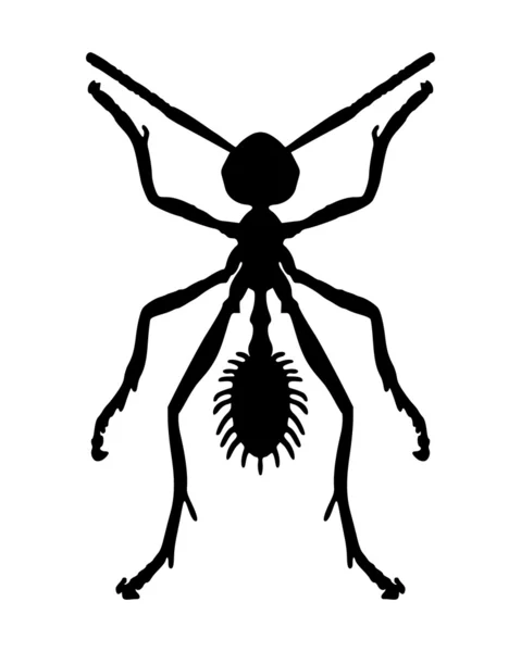 Beyaz karınca — Stok Vektör