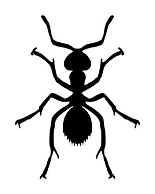 Ant on white clipart