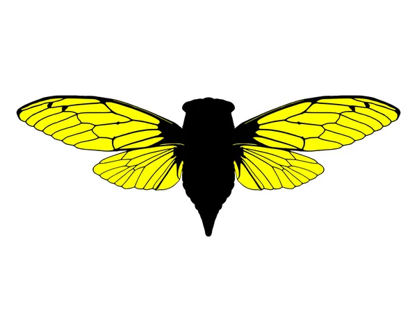Güzel ağustosböceği — Stok Vektör