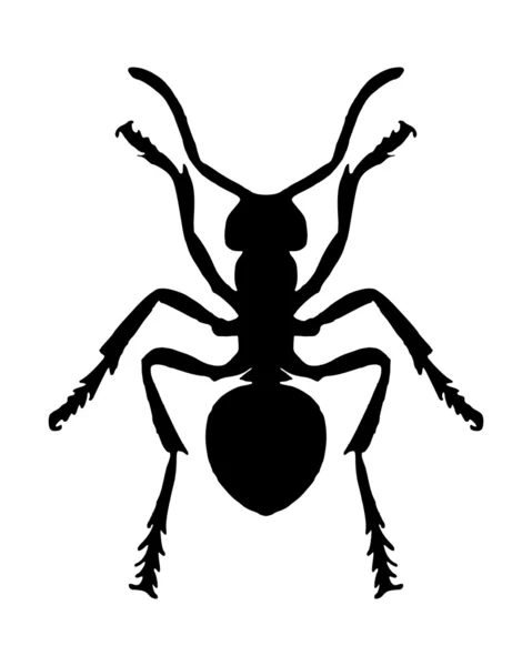 Ant on white — Stock Vector