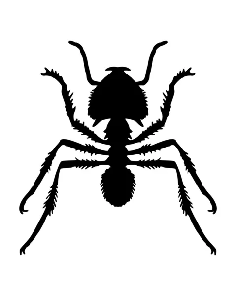 Μυρμήγκι σε λευκό — Διανυσματικό Αρχείο