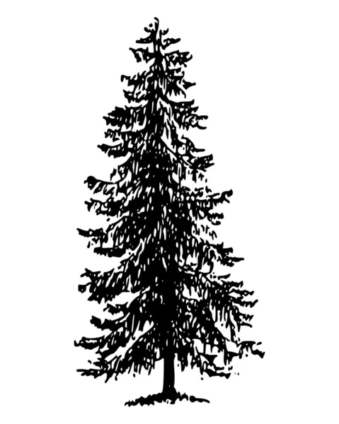 stock vector Norway spruce