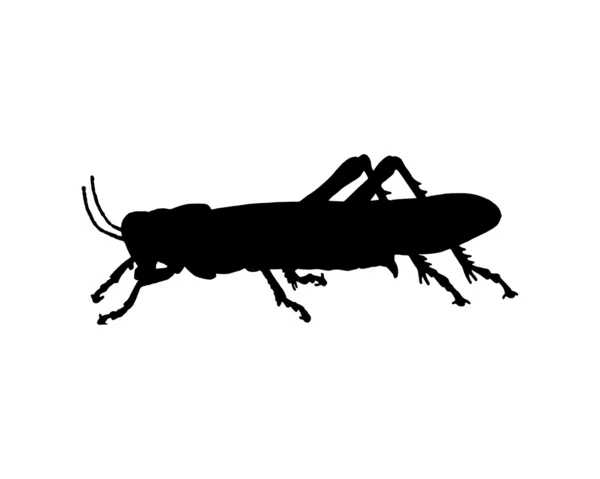 메뚜기 — 스톡 벡터