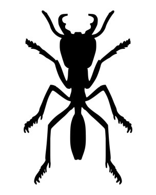 Ant on white clipart