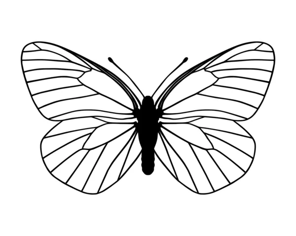 Fehér pillangó — Stock Vector