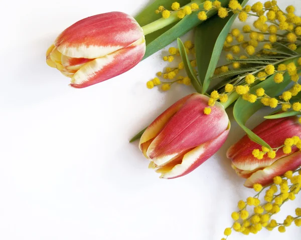 Rojo con tulipanes amarillos y mimosa sobre un blanco — Foto de Stock