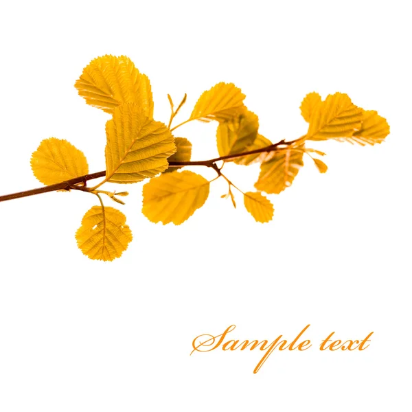 Autumn twig — Stock Photo, Image